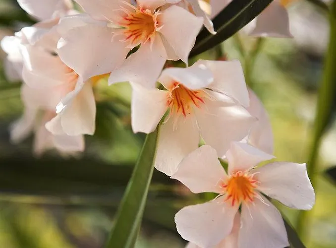 Hotel Rose Bay Kamári