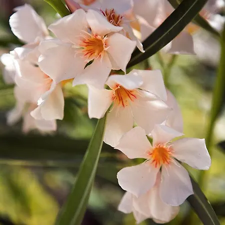 호텔 로즈 베이 Kamári